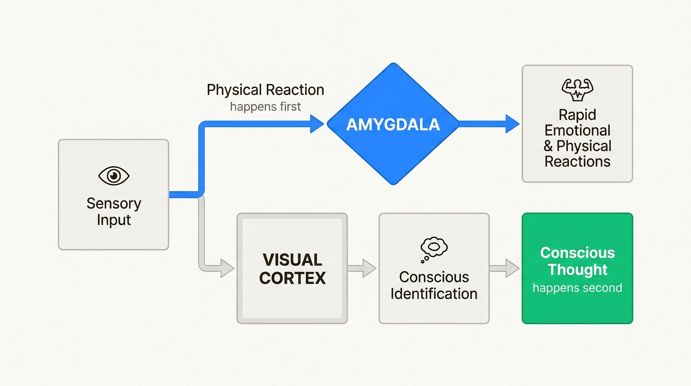 This flowchart reveals how sensory data triggers a physical reaction via the amygdala milliseconds before conscious thought.