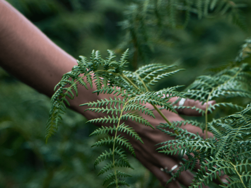 Meditating with herbal medicine: A sensory first guide for&nbsp;ADD